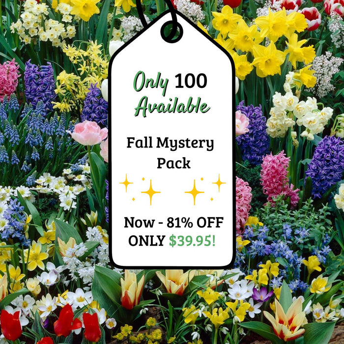 Adventure Pack 250+ Bulbs Grab Bag