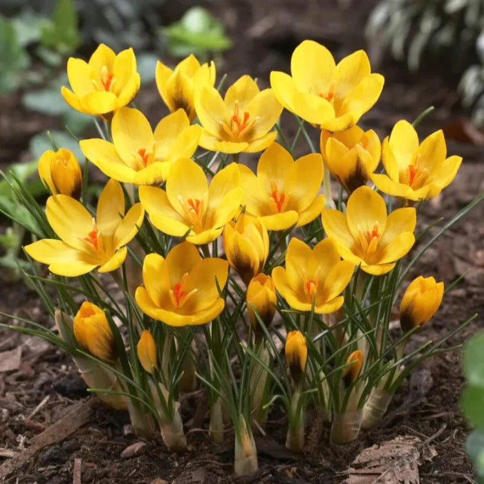 Adventure Pack 250+ Bulbs Grab Bag