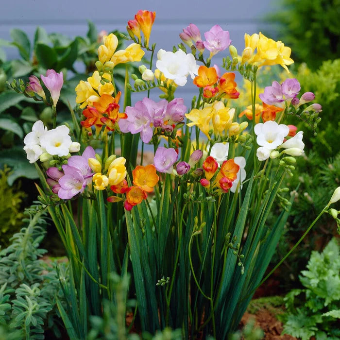 Adventure Pack 250+ Bulbs Grab Bag