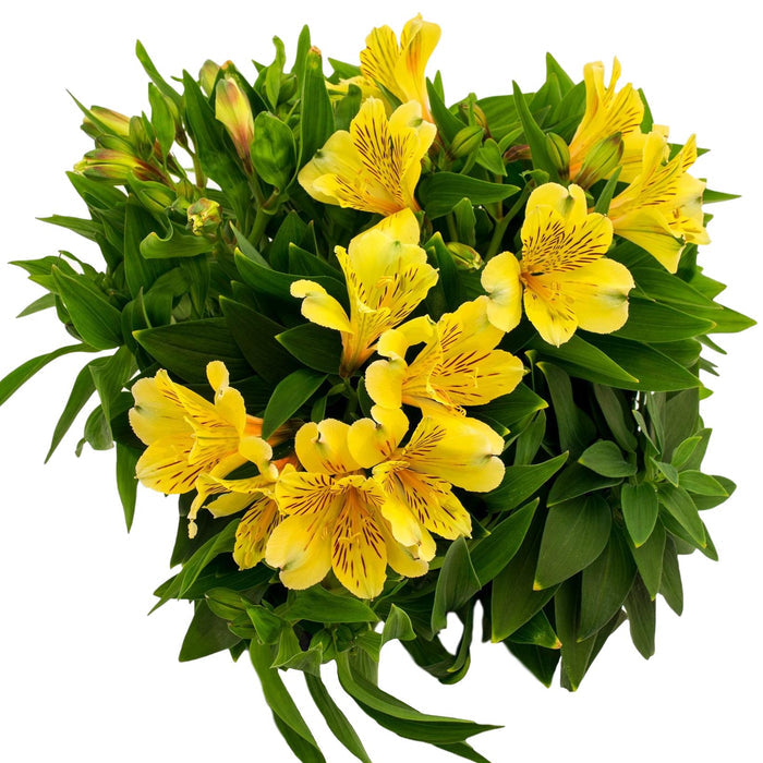 Alstroemeria - Inca Rio 2 Pack