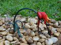 Bronzen beeld Gekleurde kikker aan twijg / rood 13x13x26cm - Doika - Bronzen beeld - Doika - 5410807209899 - AN0989BR-C