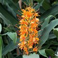 Vibrant orange and red flowers of the "Aurantiacum" Ginger