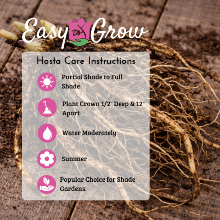 Hosta Care Instructions