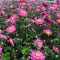 Pamina blooms feature bright pink petals with yellow centers