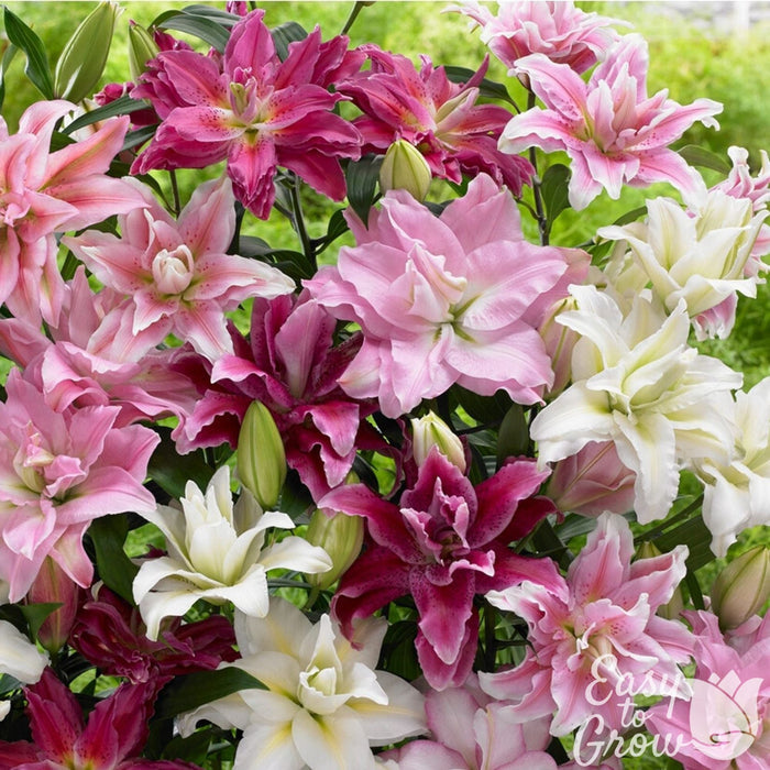 mixture of magenta, pink and white roselily blooms.