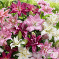mixture of magenta, pink and white roselily blooms.