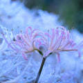 Lycoris - Moonlight Collection