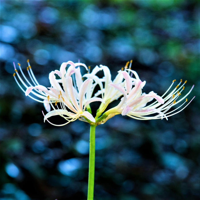 White Lycoris