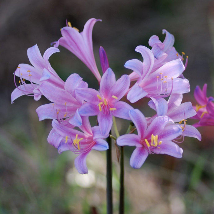 Electric Blue Spider Lily