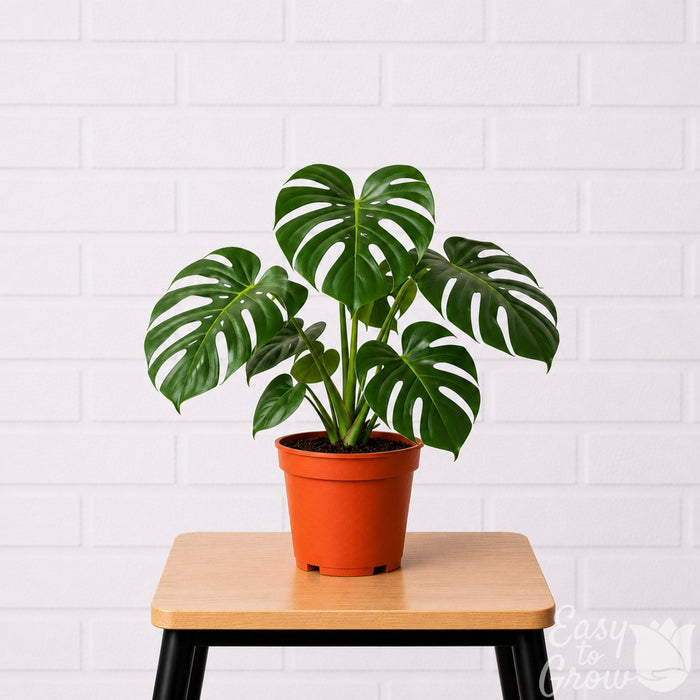 Monstera deliciosa swiss cheese plant on a stool