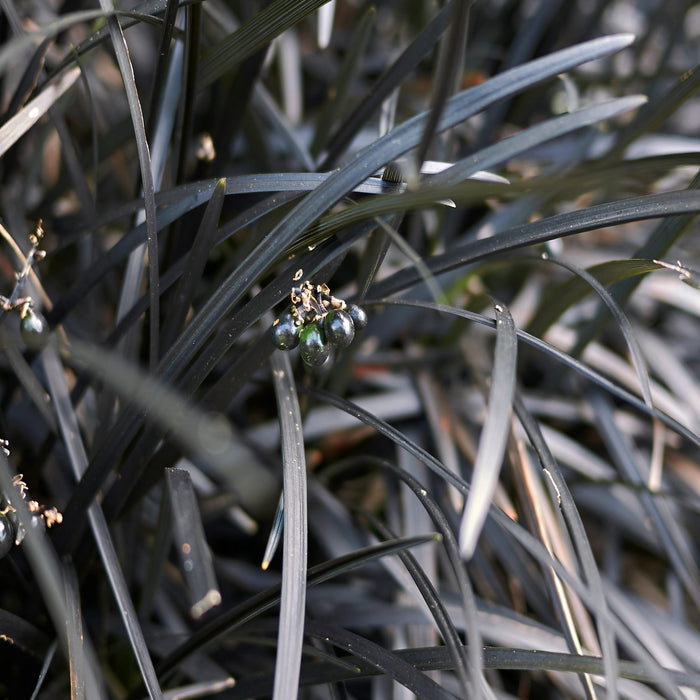 berries on black mondo grass