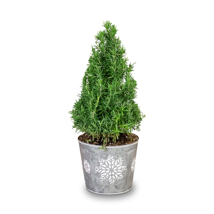Small Rosemary Tree in A Tin with Snowflake Prints