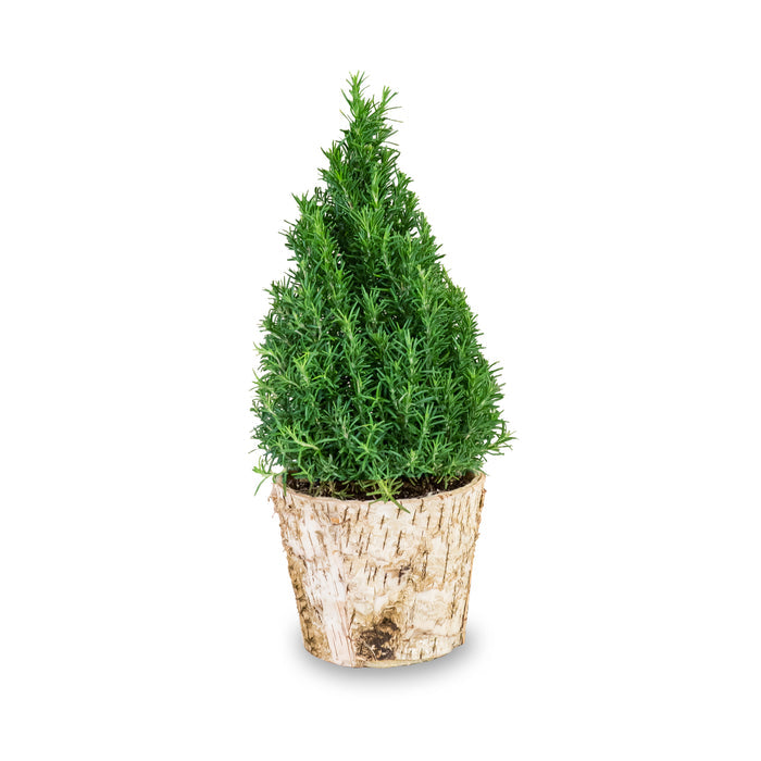 Small Rosemary Tree in a Birch Bark Pot