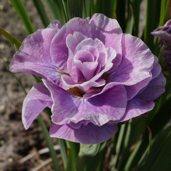 pink parfait siberian iris bloom