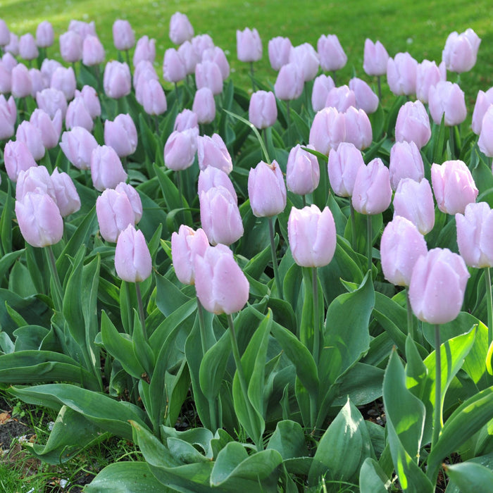 pink-lilac tulip candy prince
